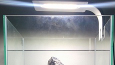 Projekt Nano Iwagumi