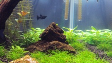 162l - Back to the roots - Kuba