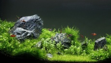 240L - Iwagumi - pawel81