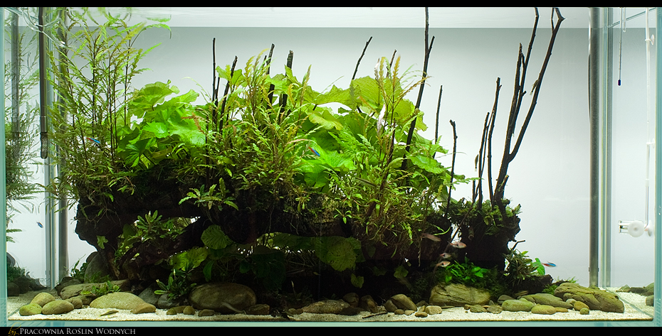CubeGarden120_Pracownia_Roslin_Wodnych.jpg
