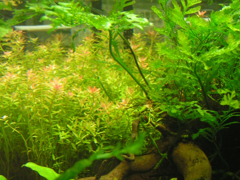 PICT0020.JPG