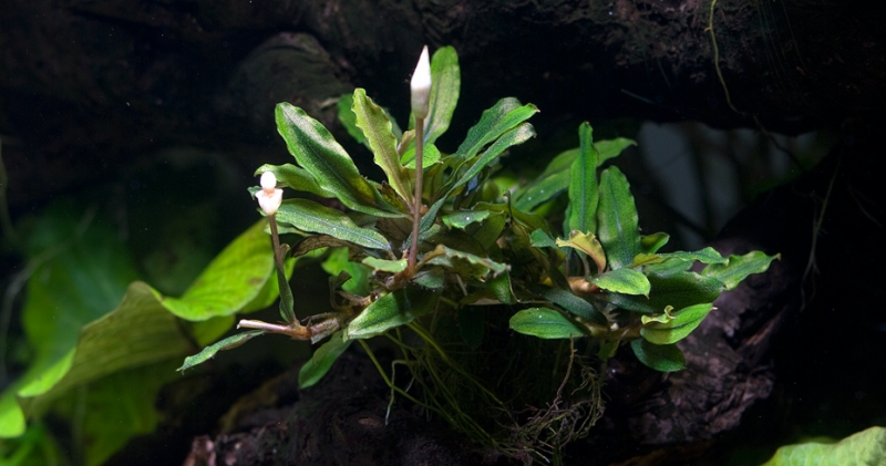 CubeGarden120_Pracownia_Roslin_Wodnych_bucki_2.jpg