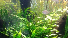 162l - Back to the roots - Kuba