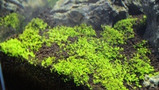 Nowe podłoże Dark Soil