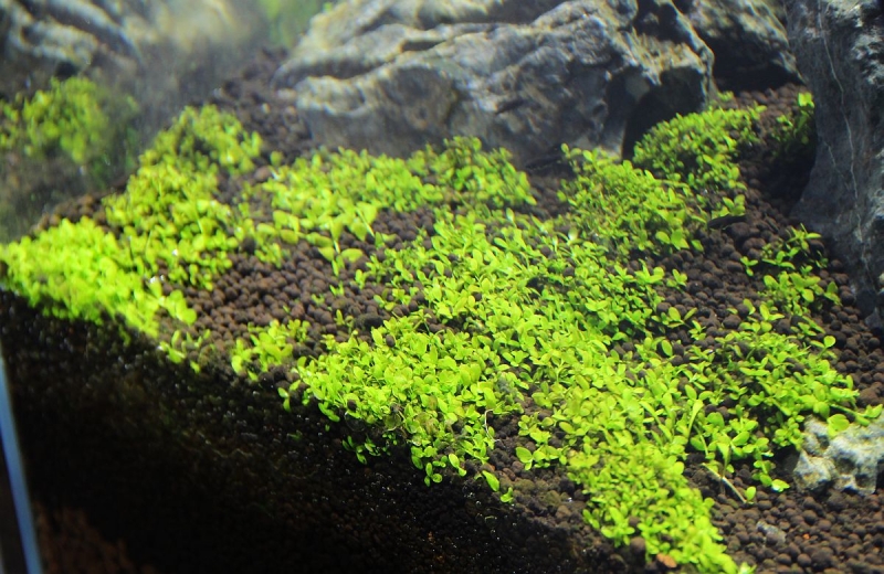 DarkSoil 120cm (1).jpg