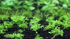 Nowe podłoże Dark Soil