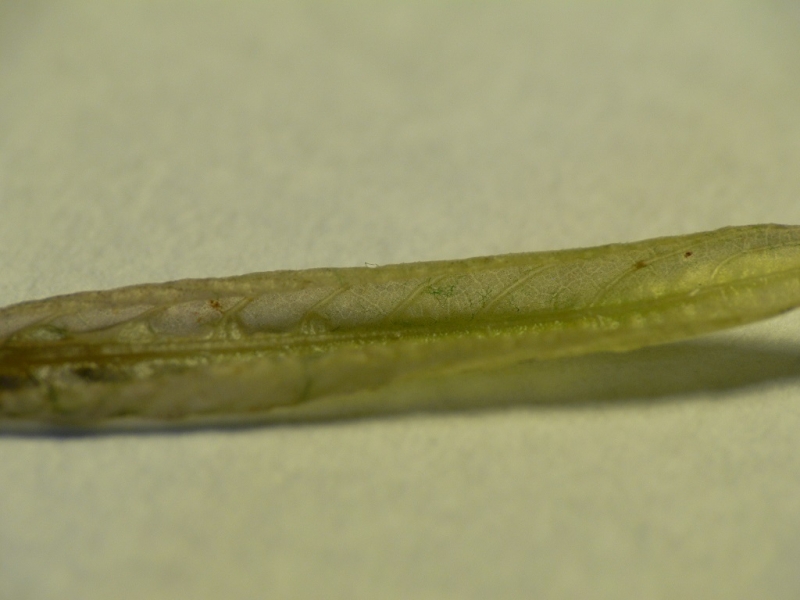 P1310743.JPG