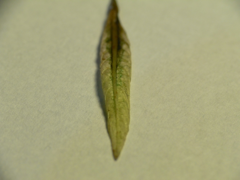 P1310745.JPG