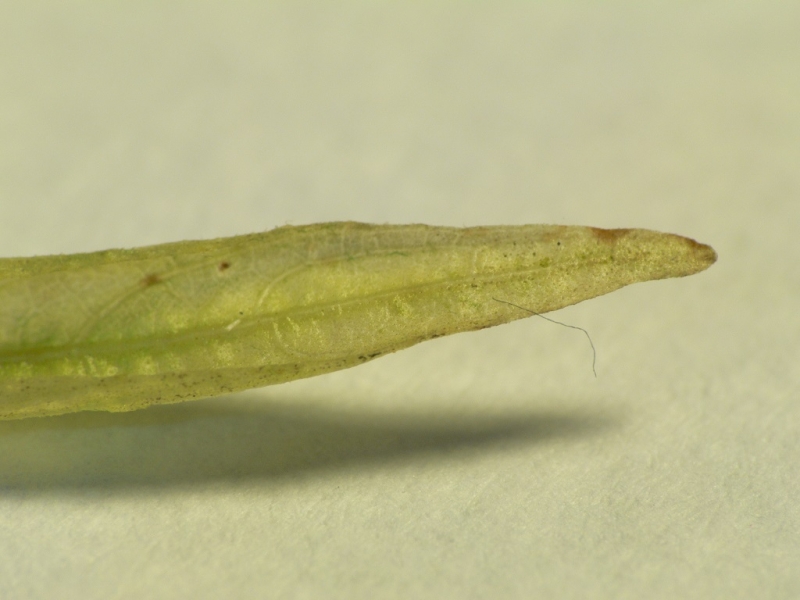 P1310746.JPG