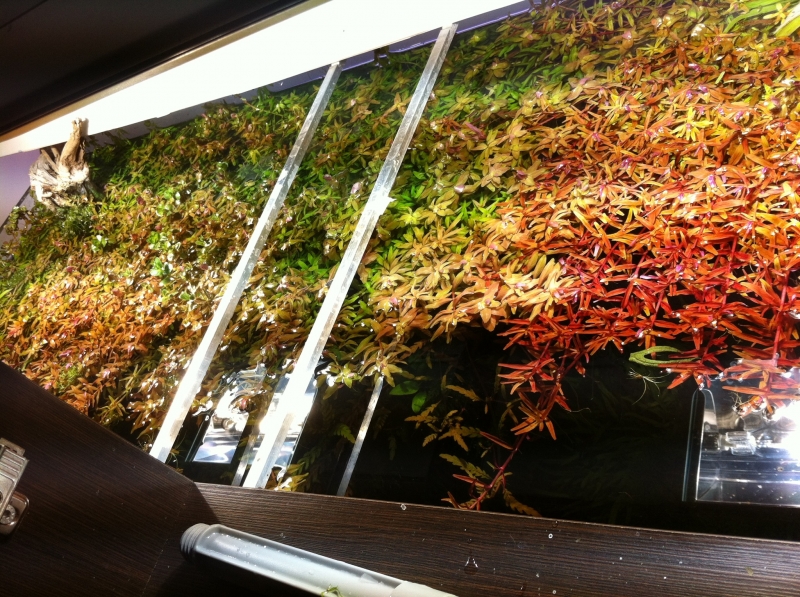 rotala.jpeg
