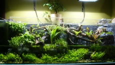 Paludarium 300L