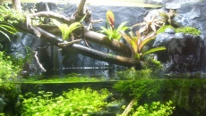 Paludarium 300L