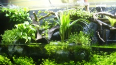 Paludarium 300L