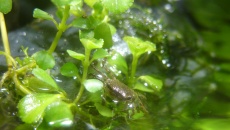 Paludarium 300L