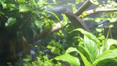 Paludarium 300L