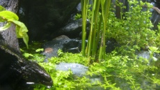 Paludarium 300L