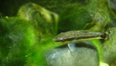 Paludarium 300L