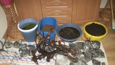 300l - Water bonsai - Rafał Kluska