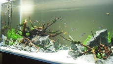 300l - Water bonsai - Rafał Kluska