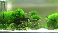 300l - Water bonsai - Rafał Kluska