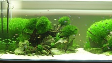 300l - Water bonsai - Rafał Kluska