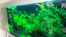 720l - Jungle Boracz