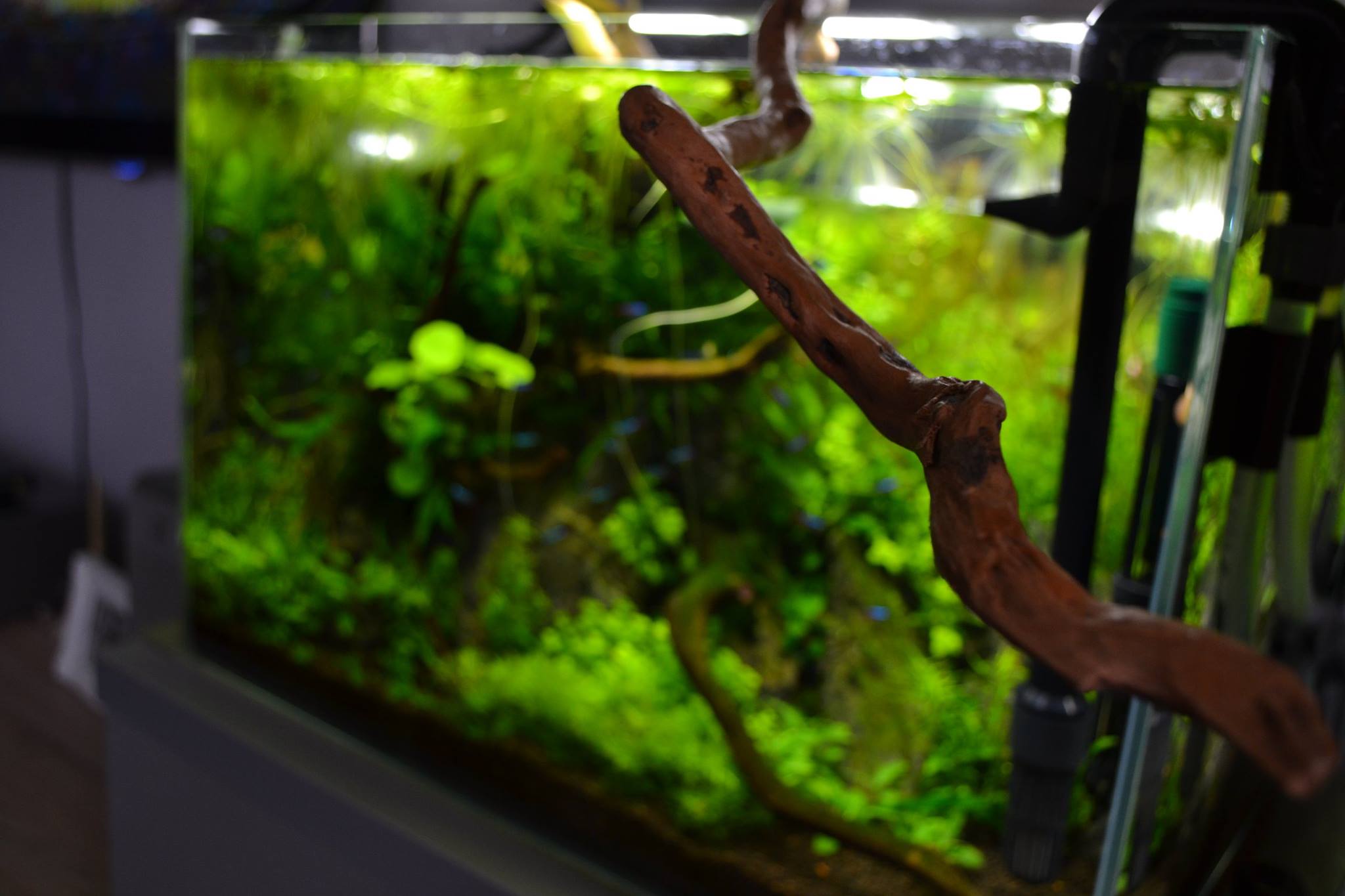 11028872_804166559621244_80718513_o.jpeg