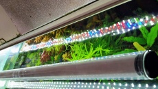 720l - Jungle Boracz