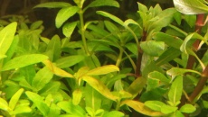 Staurogyne Brown