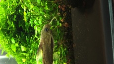 Identyfikacja ryby