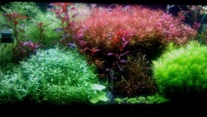 160l -  Pseudo Iwagumi