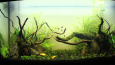 180l - LT "Naturalnie"- Darcer999