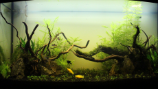 180l - LT "Naturalnie"- Darcer999