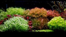 160l -  Pseudo Iwagumi