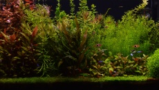 112l - Welcome to my Garden - Łukasz K.