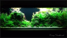 192l - Cezara .....