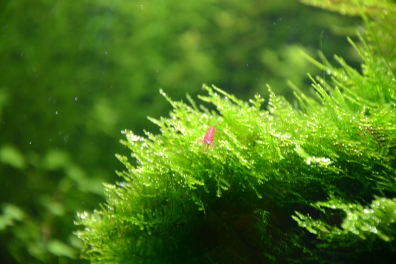 DSC_1385.jpg