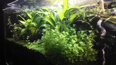 Paludarium 300L