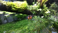 Paludarium 300L