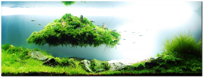 1_plantedtank_islandscape2.jpg