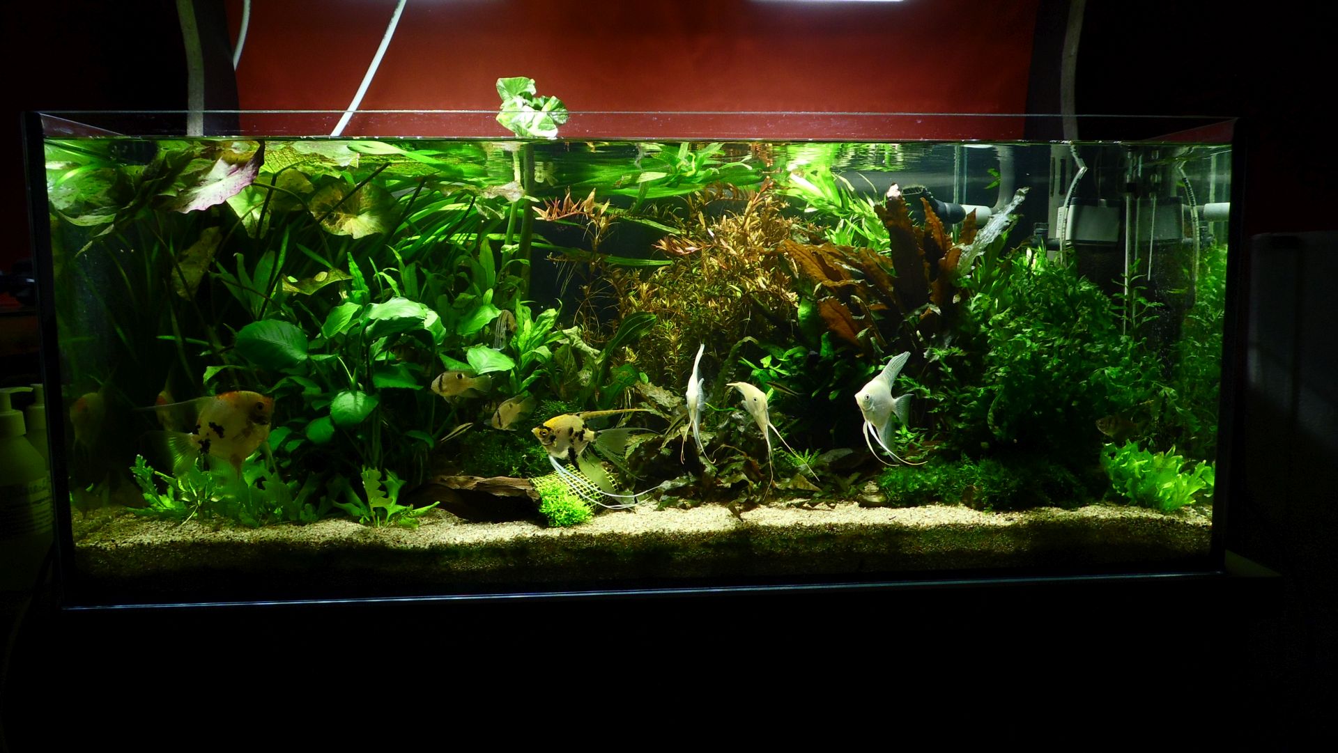 6d8ac1f11318.jpg