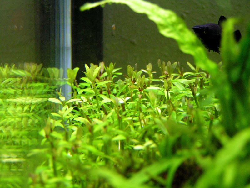 PICT0015.JPG