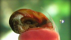 Tanie krewetkarium 40L