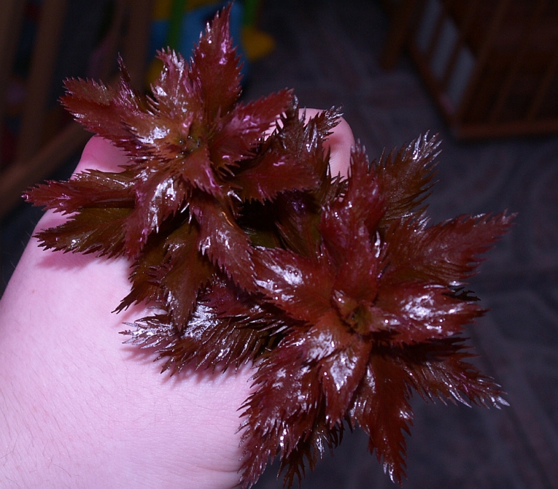 1 Proserpinaca palustris.jpg