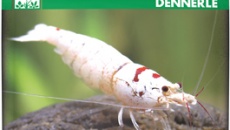 Problemy z wylinką u Cambarellusów