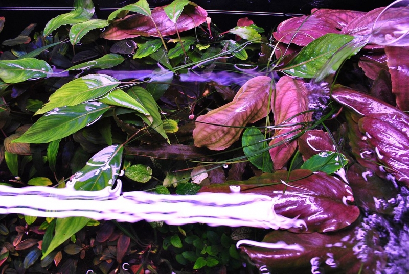 DSC_0011.JPG
