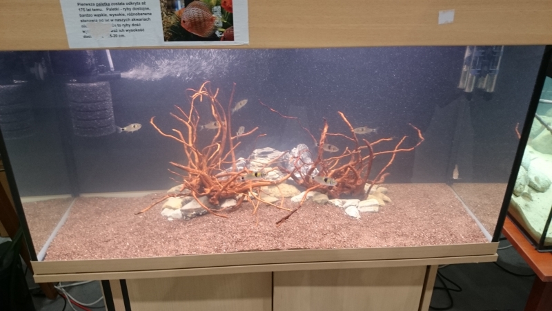 DSC_0169.JPG