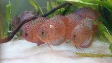 Rozdajemy wejściówki na Targi PET FAIR 2015 w Łodzi