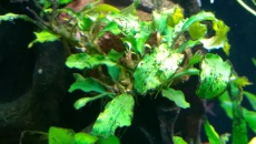 Anubias karłowacieje.