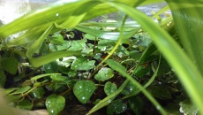 Paludarium 300L